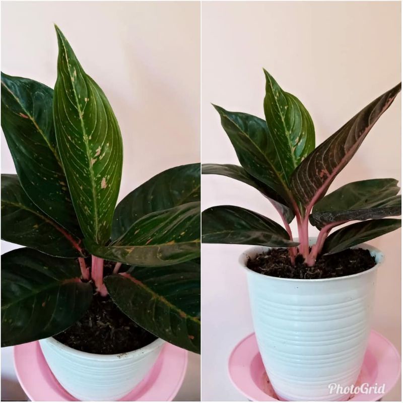 tanaman hias/aglonema Hot lady black/aglonema hot lady