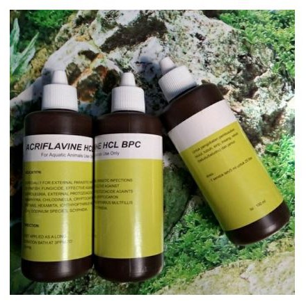 Acriflavine HCL BPC 100ML/Obat Kuning Ikan Hias Aquarium Kolam