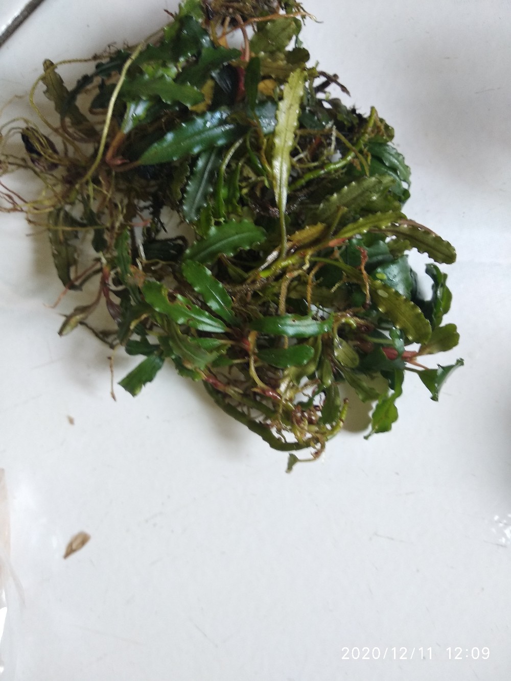 Buce Phalandra Batangan