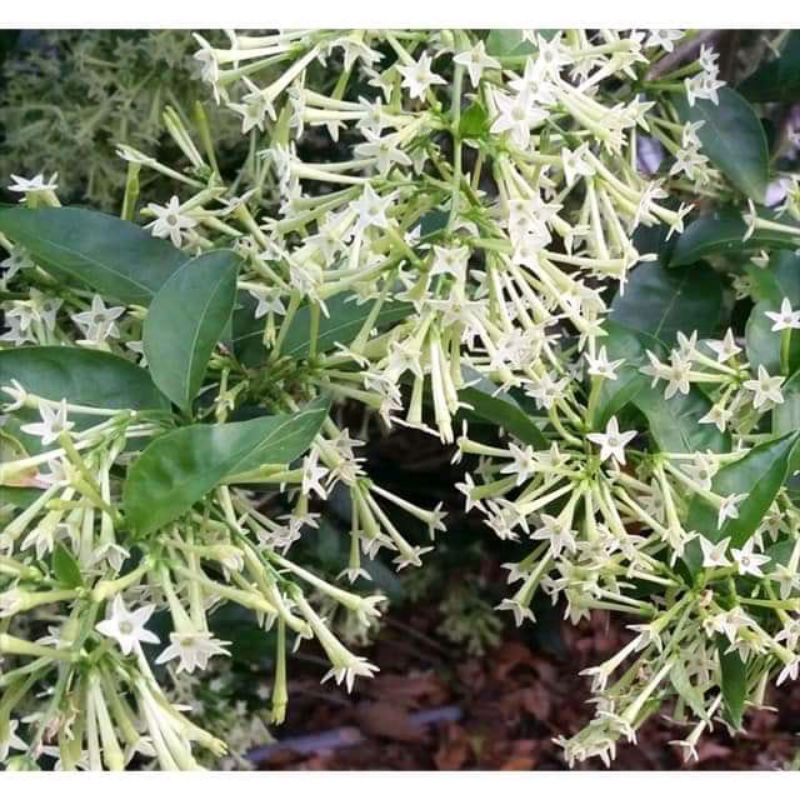 tanaman Arum Dalu putih