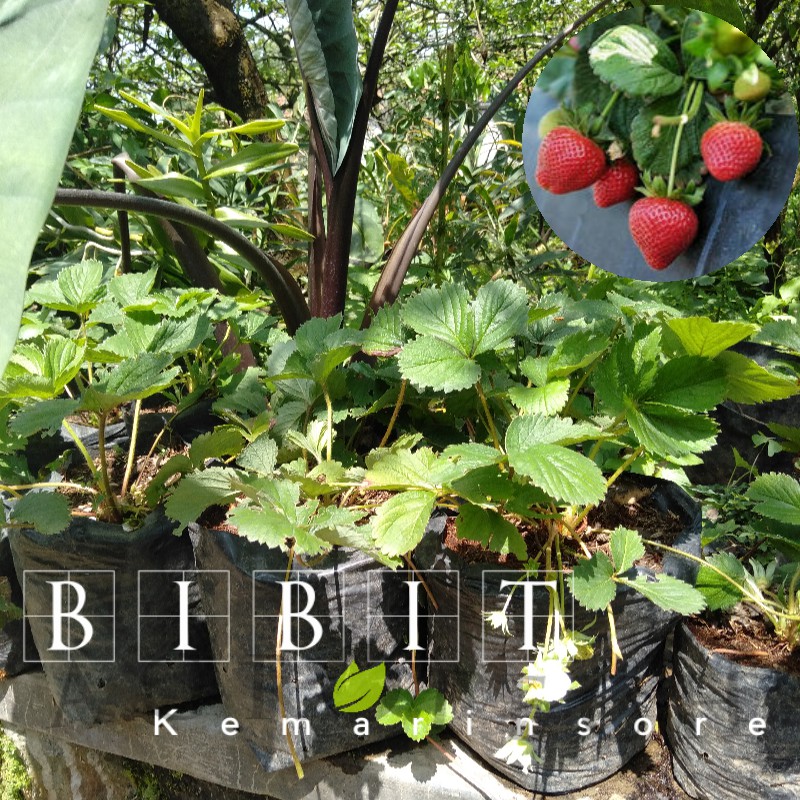 Bibit Tanaman Buah Strawberry California Dewasa Rimbun Siap Berbuah