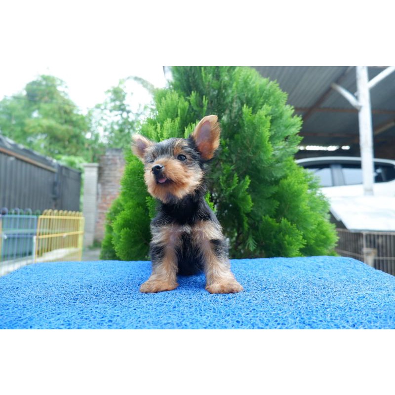 yorkshire terrier