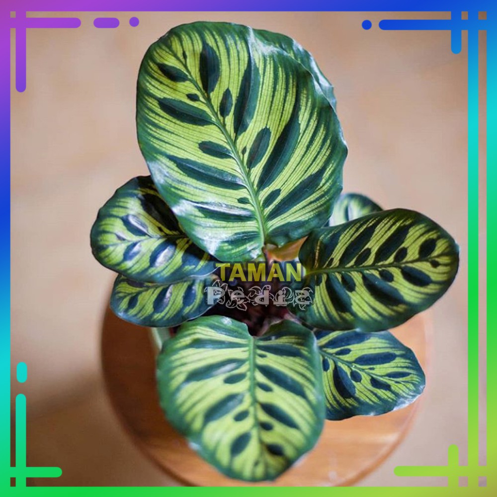  Tanaman  Hias Calathea  Makoyana Kalatea Makoyana Macan  