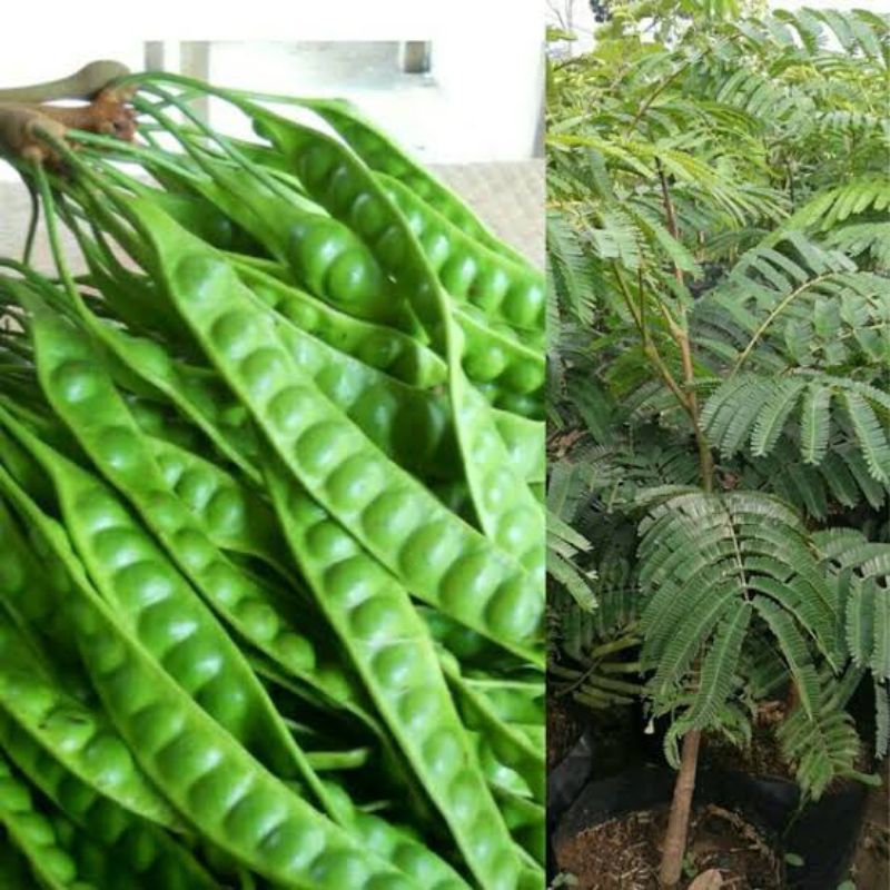 Bibit pohon Petai/Pete HIBRIDA