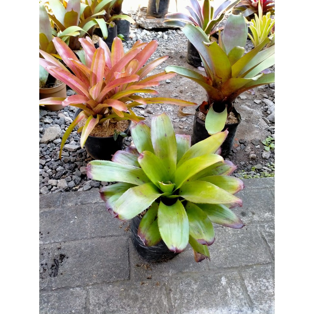 BROMELIA BLACK PHILIPPINES