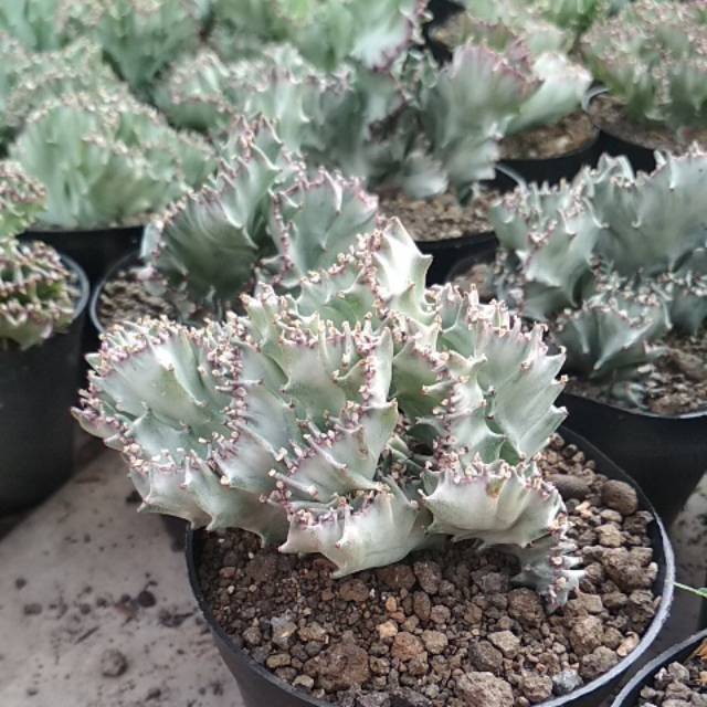 Euphorbia Lactea Cristata