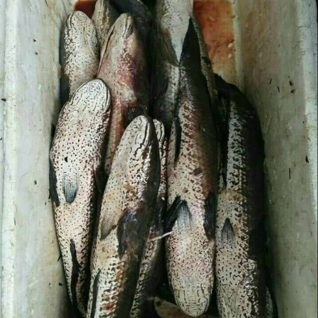 

IKAN GABUS