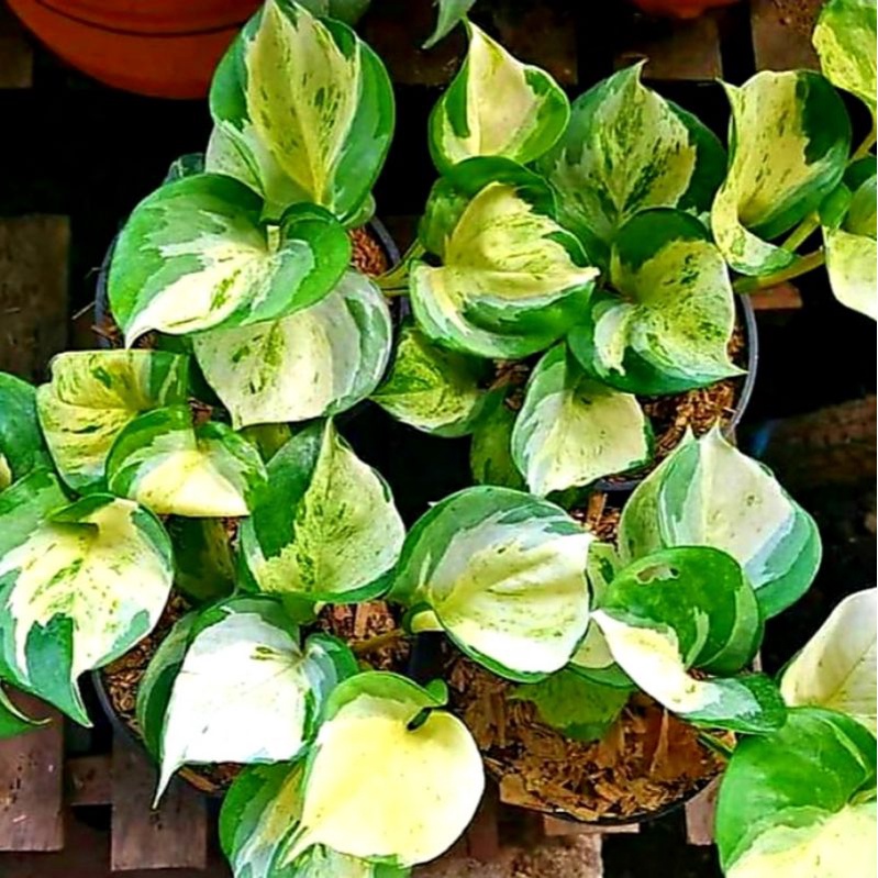 Sirih mangkok manjula 2-5 daun (BISA COD) Manjula / EPIPREMNUM AUREUM MANJULA / sirih gading mangkok