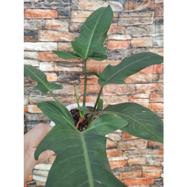 Philodendron Ecuadorian Jerry Horne