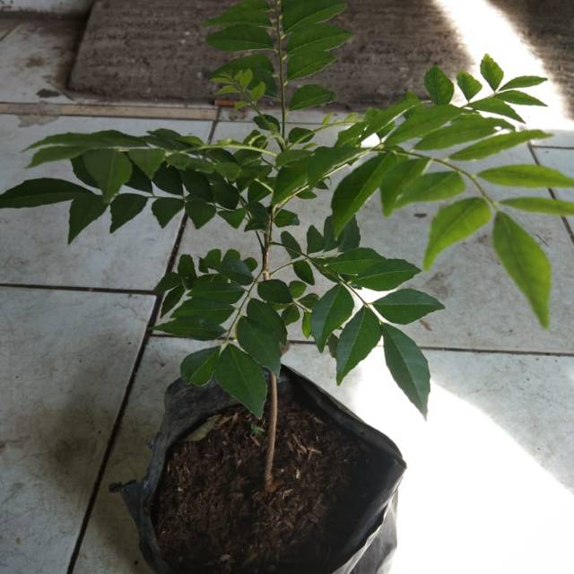 bibit tanaman salamkoja/daun kari