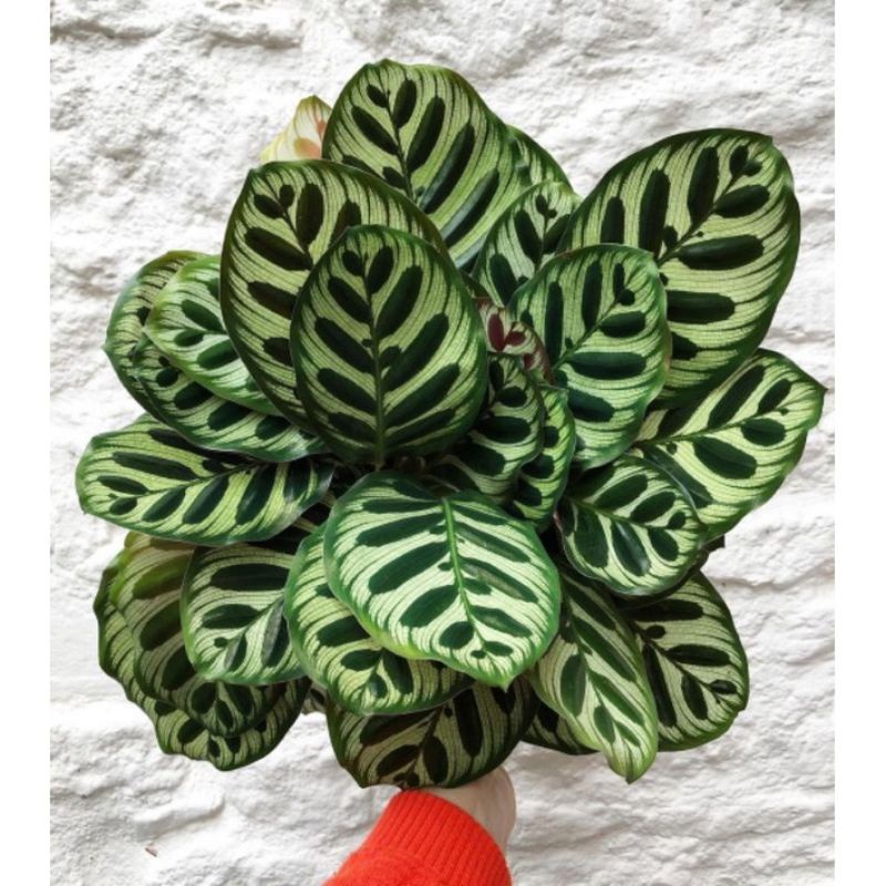 Calathea Makoyana Import Mulus No Defect / Tanaman Hias Calathea Makoyana Import