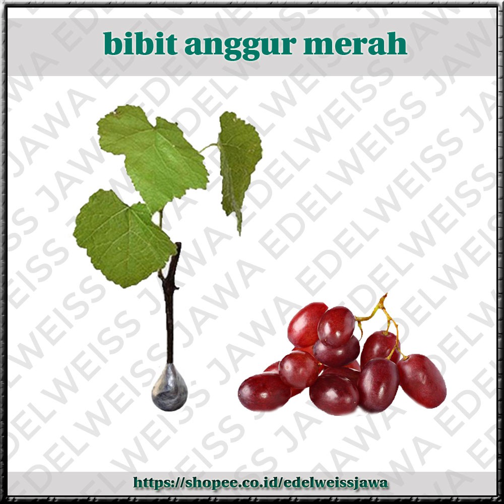 [OKULASI] Bibit Anggur Merah [Bibit Unggul]