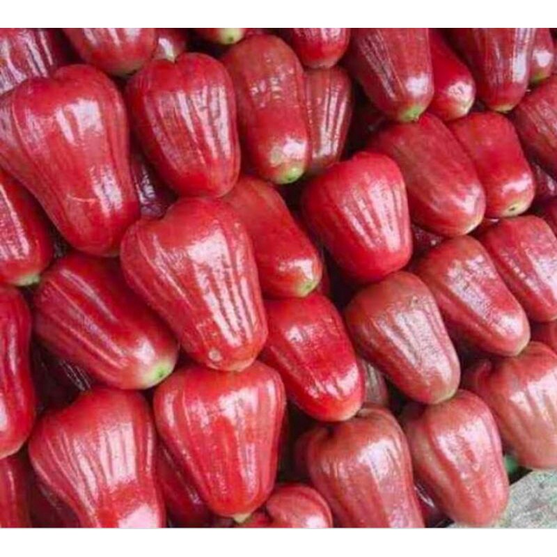 

JAMBU CITRA MANIS PAKET 5KG