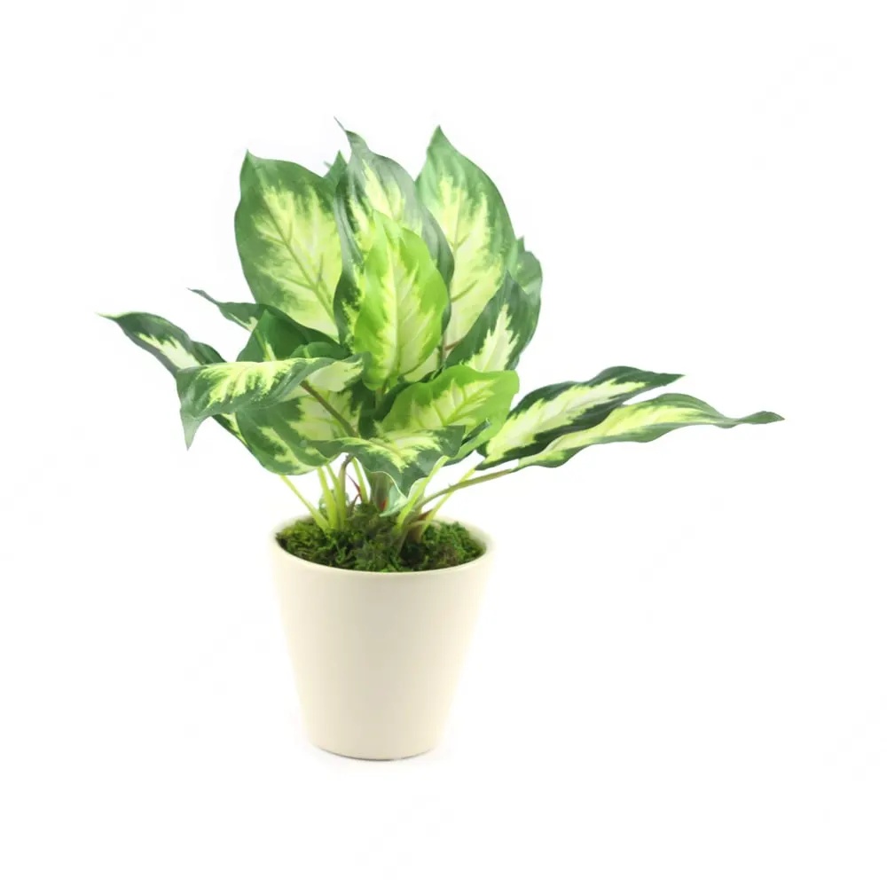 ACE Tanaman Artifisial Dieffenbachia 26 Cm SKU 267985