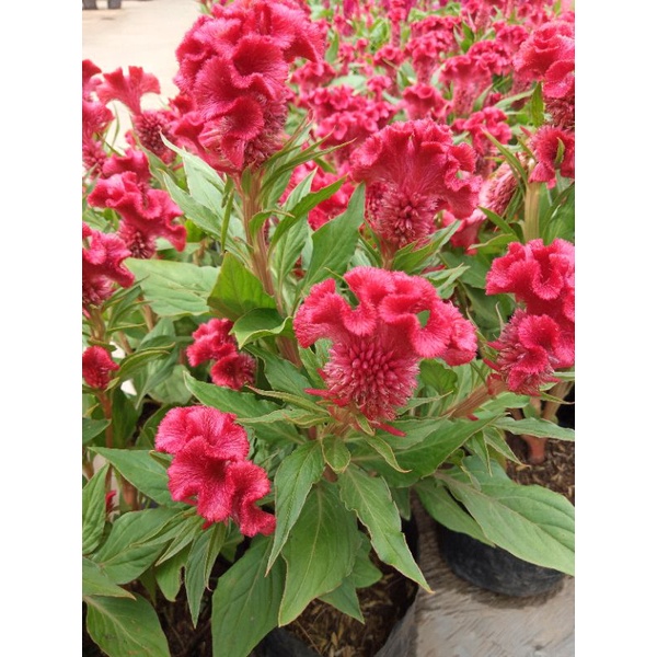 TANAMAN HIAS BUNGA CELOSIA JENGGER AYAM