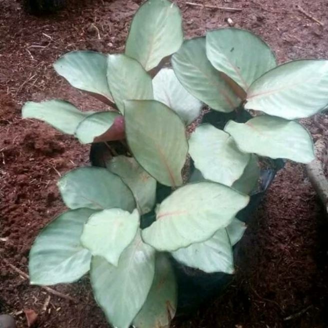 Calathea silver - tanaman hias calathea silver
