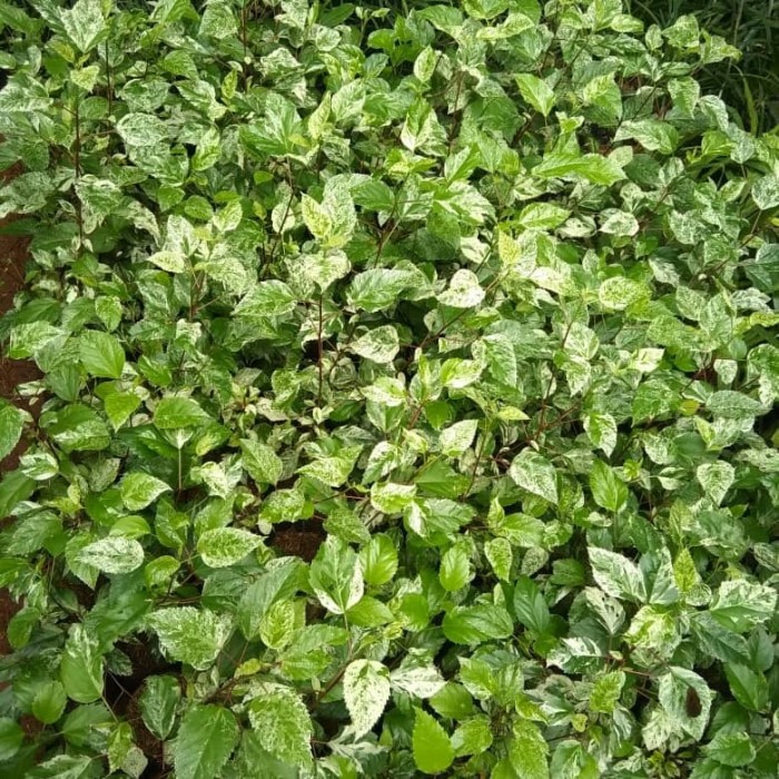 Tanaman Bunga Sepatu Varigata Tanaman Kembang Sepatu Varigata