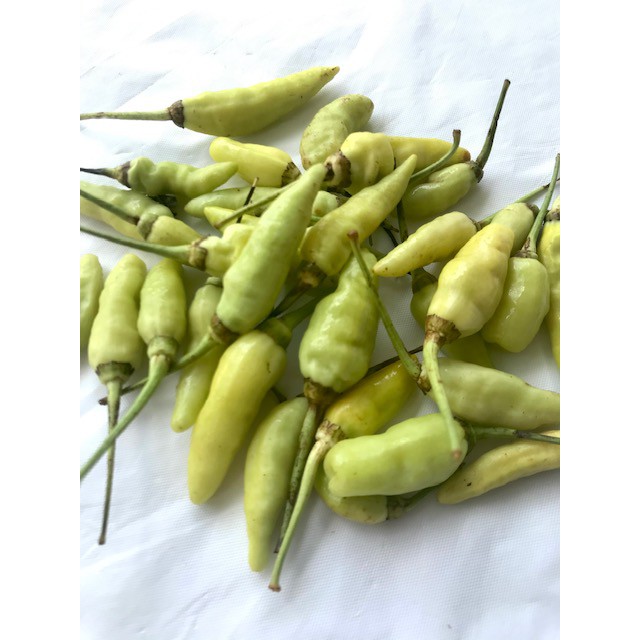 

Cabe Rawit Putih 250gr