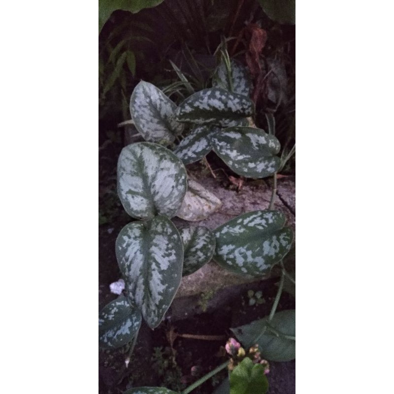 scindapsus pictus/sirih gading silver