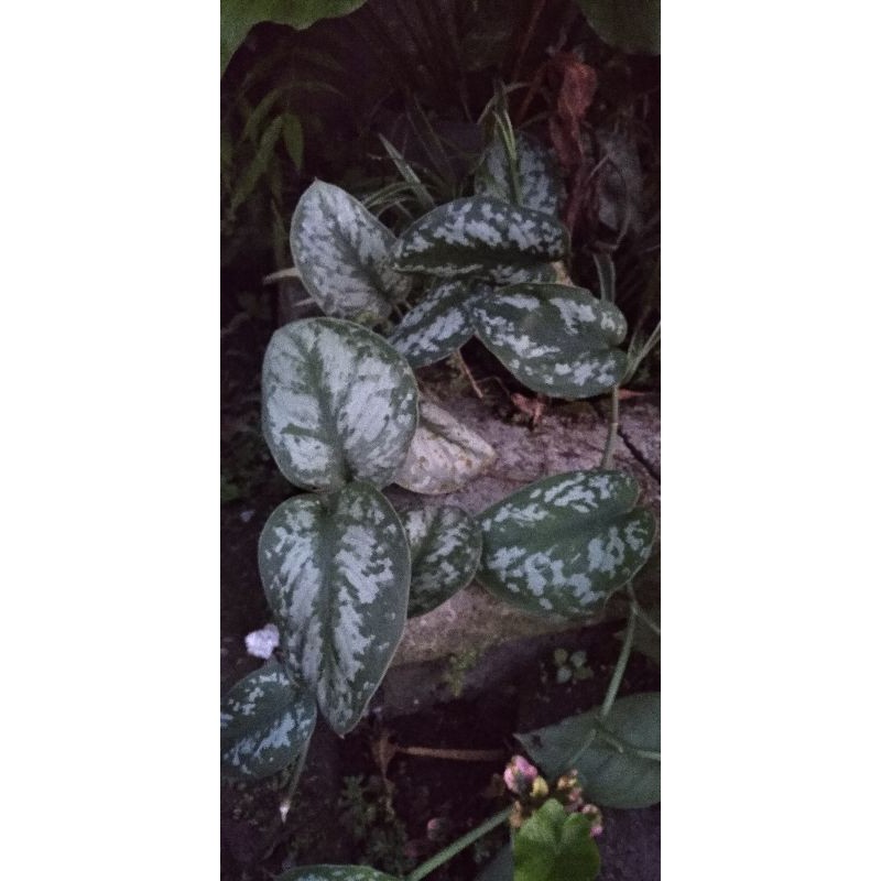 Scindapsus Pictus/sirih Gading Silver