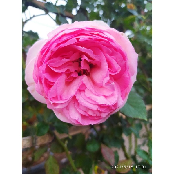 Mawar moncoeur / mon choeur / mawar wangi / mawar rambat