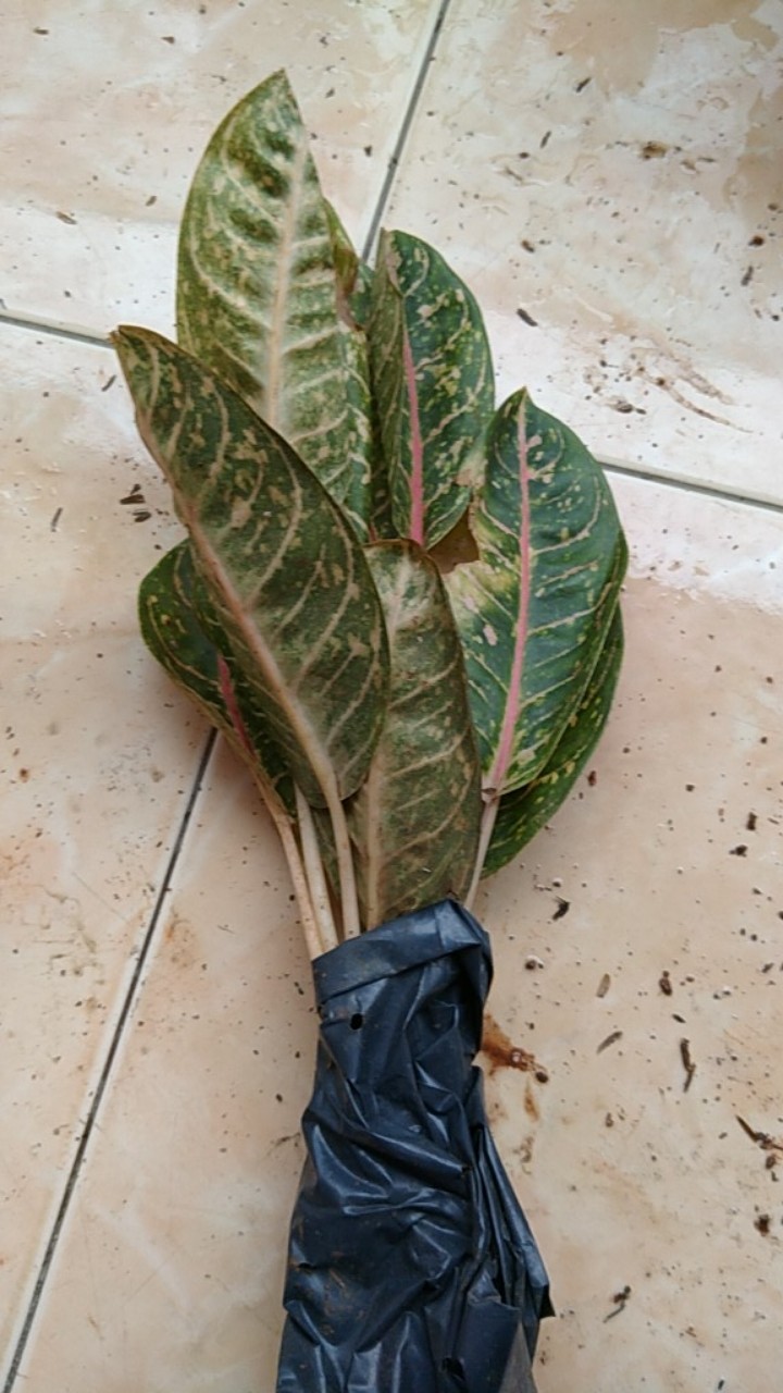 Aglaonema Donna Carmen