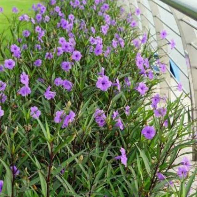 tanaman pagar ruelia / tanaman ruellia simplex / pohon rawelia tegak