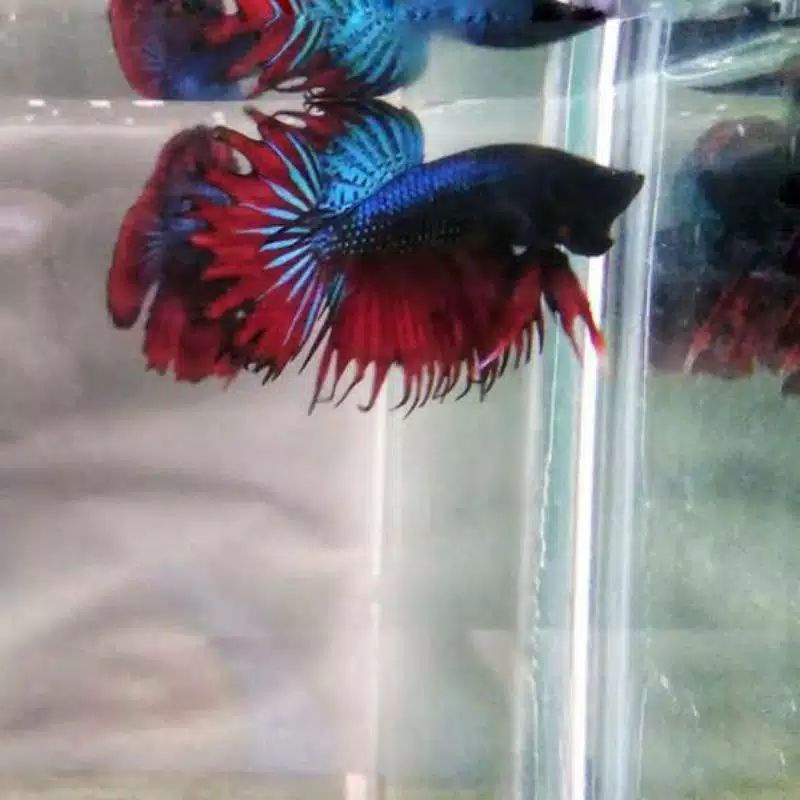 cupang serit crowtail / ikan cupang serit CT sz S++