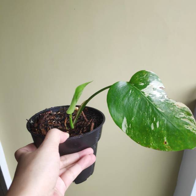 Monstera Variegata Albo Borsigiana Shopee Indonesia