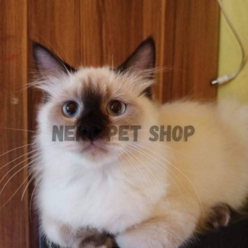 Kucing Persia Himalaya Betina / Hewan peliharaan