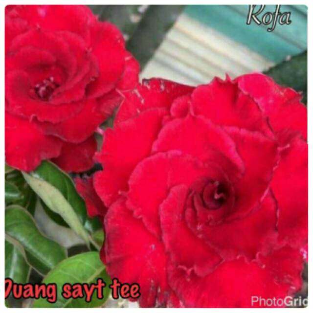 Bibit bunga kamboja merah susun