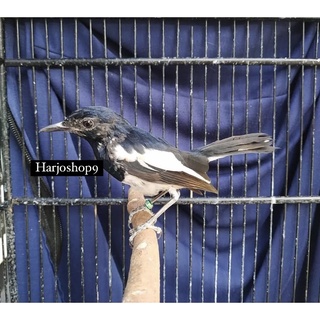 Burung Decu Kembang Jawa Jantan Bahan Shopee Indonesia