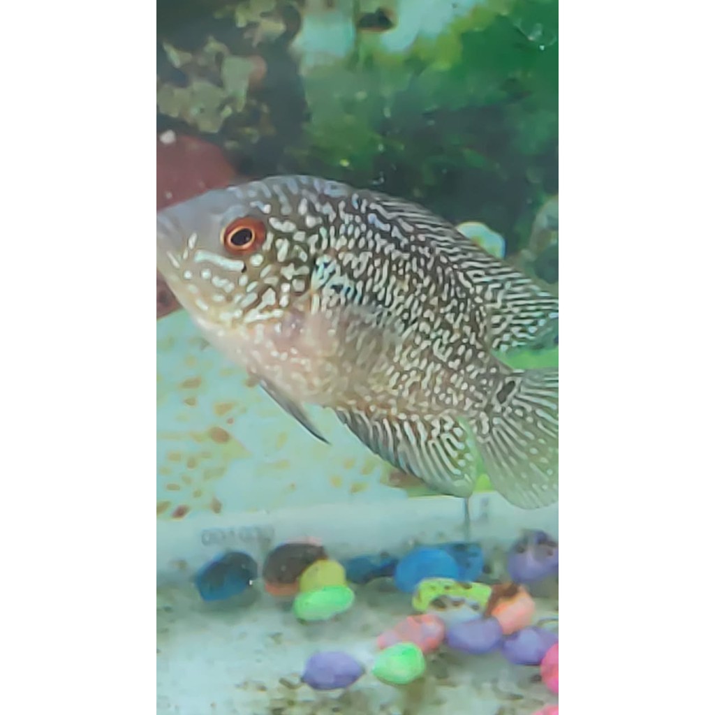 

Ikan Louhan Cencu Line CBS Series