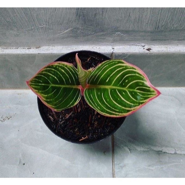 Aglonema minion anakan