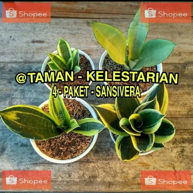 PROMO 4 Paket Tanaman hias Sansivera - golden frame - monse - kodokan mini hidup-bunga hidup murah