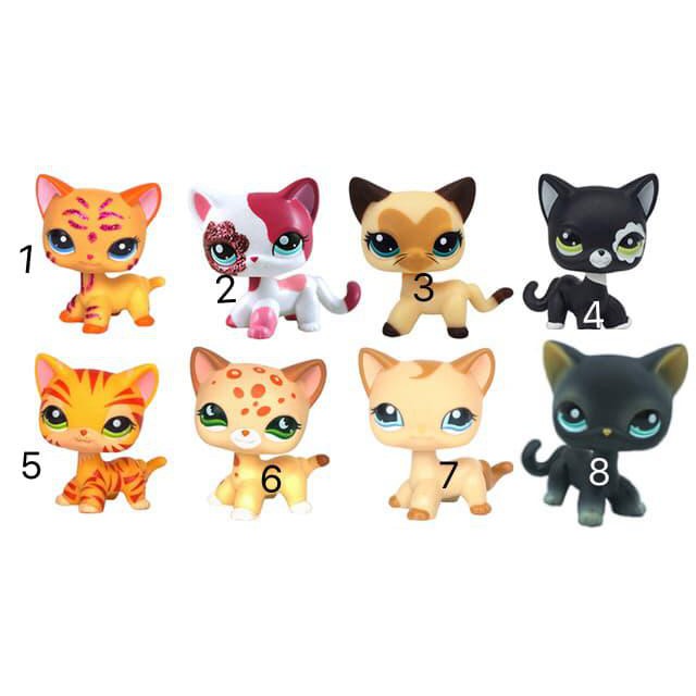 little pet shop shorthair cat