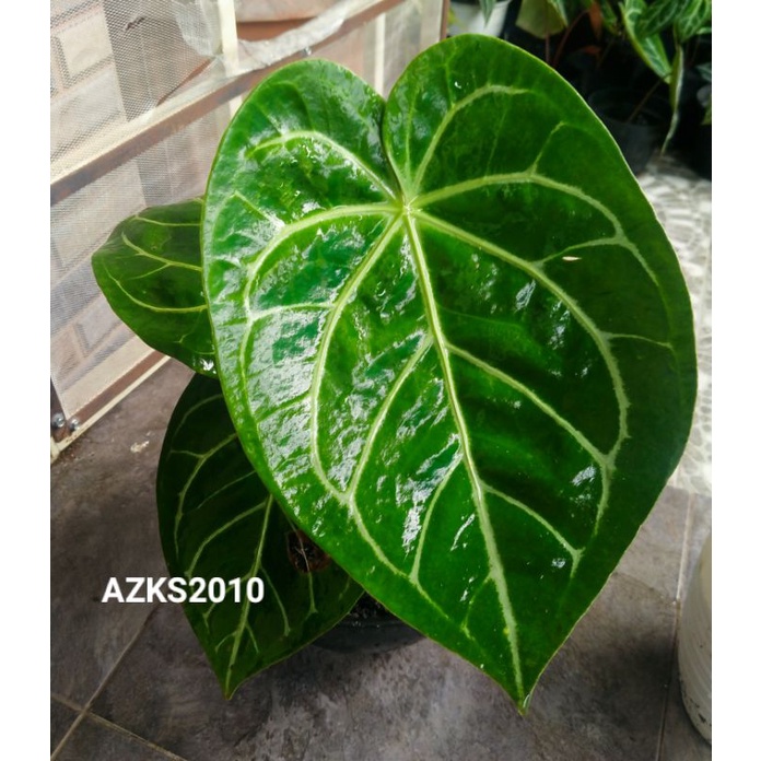 TANAMAN HIAS KUPING GAJAH/ANTHURIUM MAGNIFICUM BATANG KOTAK