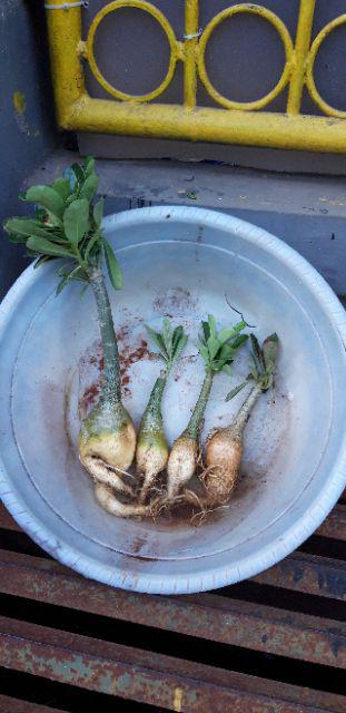 Bibit Bunga Kamboja Jepang