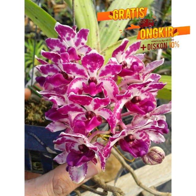 Anggrek Cymbidium retusa ( pink putih ) - Tanaman Hias Hidup - Bunga hidup - Bunga hias