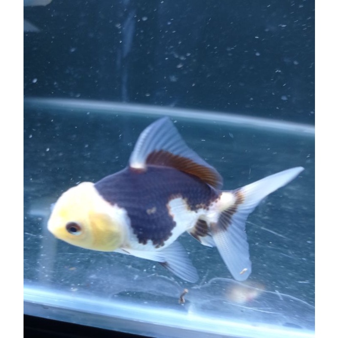 oranda panda / ikan mas koki oranda panda ikan hias aquarium