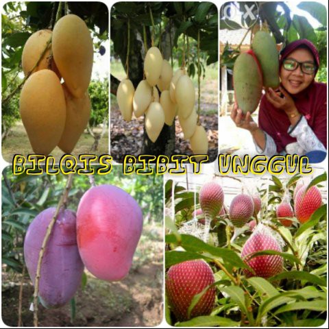 promo 5 paket jenis mangga (mangga cokanan ,mangga namdokmai, mangga kio jay ,mangga Irwin ,mangga
