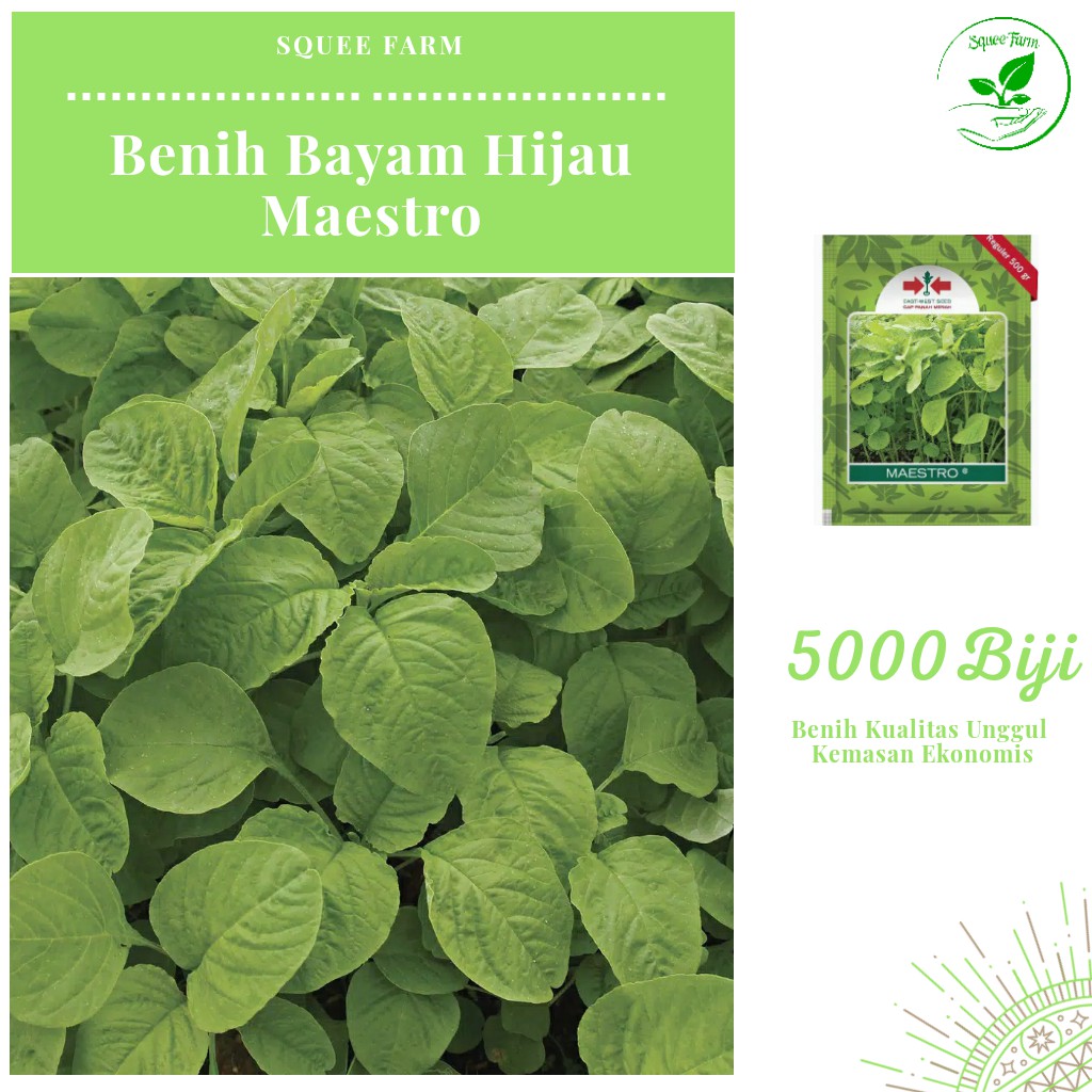 5000 Biji - Benih Bayam Hijau MAESTRO