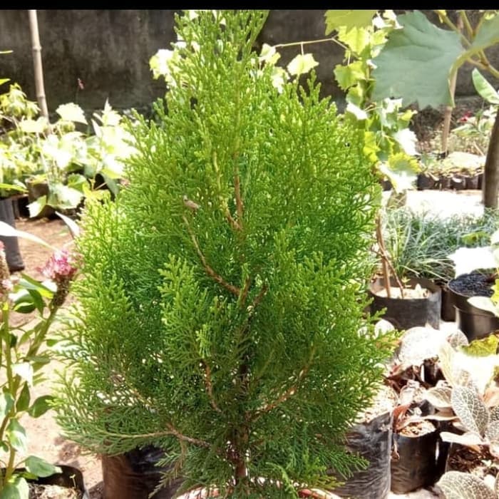 Tanamann hias cemara kipas 1meter - cemara - kipas