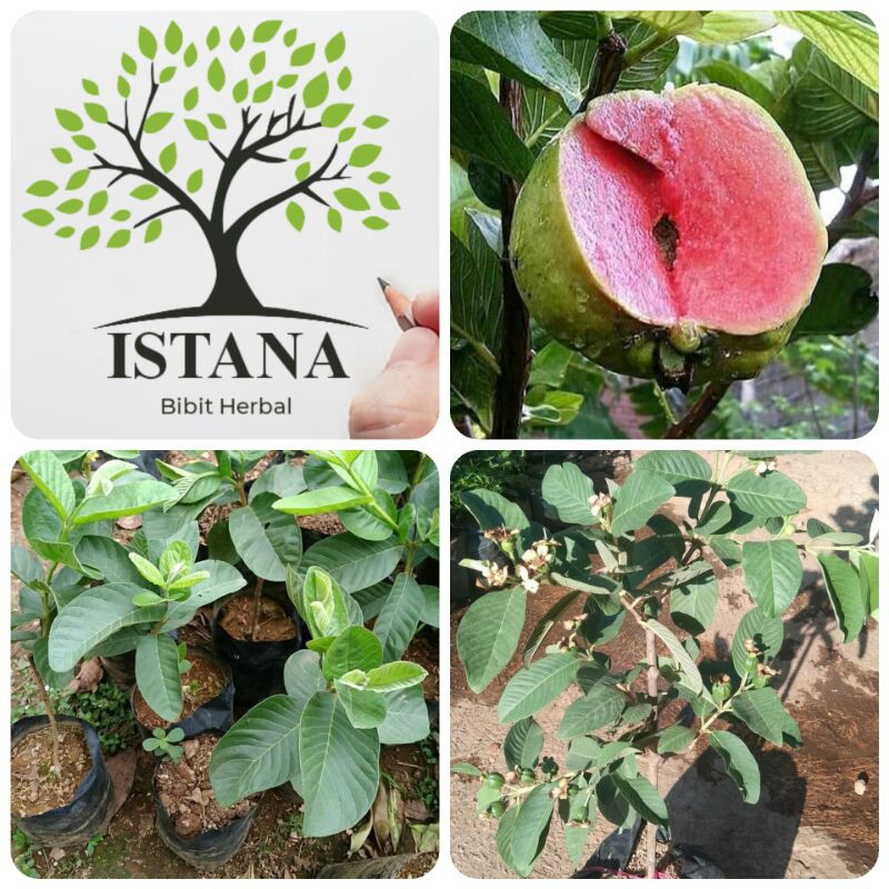 Bibit tanaman jambu kristal merah bibit pohon jambu kristal merah