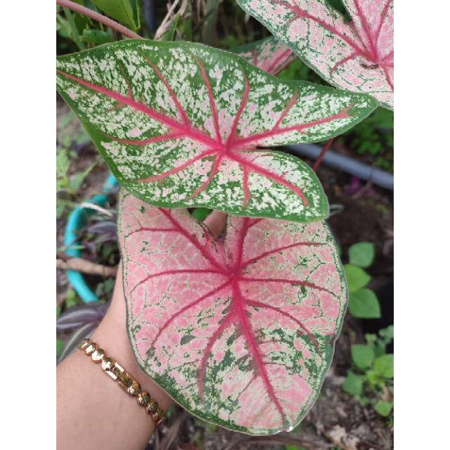 Tanaman Hias Murah Caladium Pink Beauty