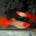 Hiasan Aquarium/Guppy King Koi Sepasang Fish Aquascape Berkualitas