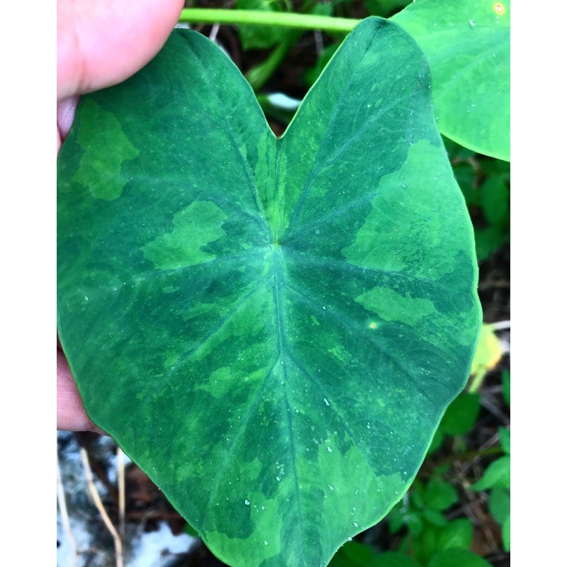 colocasia midori sour