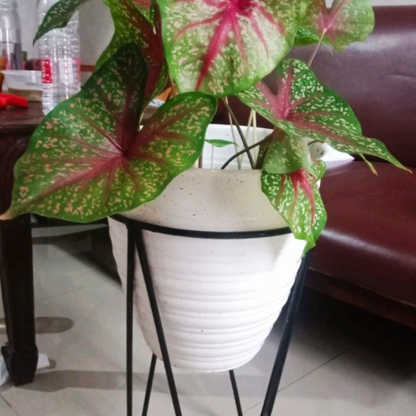 Standing Tempat Rak Pot bunga tanaman hias besi minimalis murah - Hitam