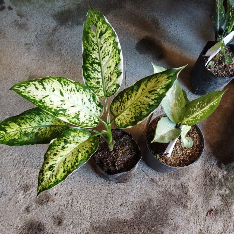 diven balik dan lucin