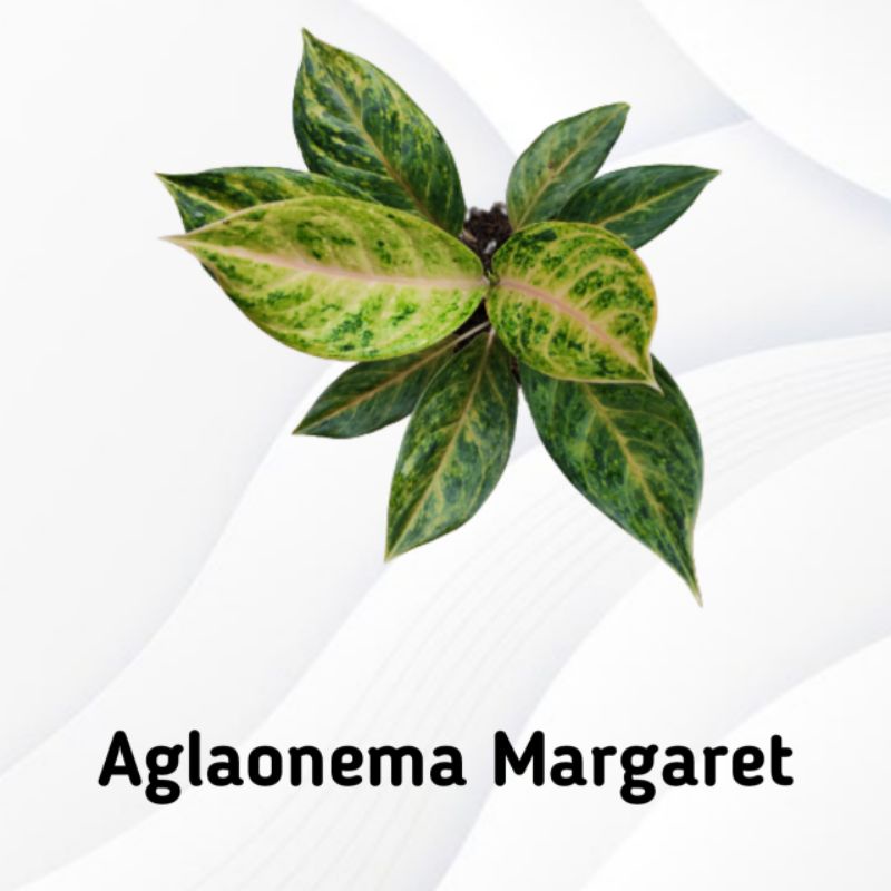 Aglaonema Margaret